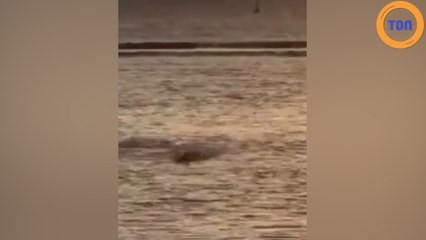 Un requin de 2 mètres observé au large d'une plage touristique à La Réunion !