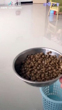 Ce chien sait qu'il a fait une bétise