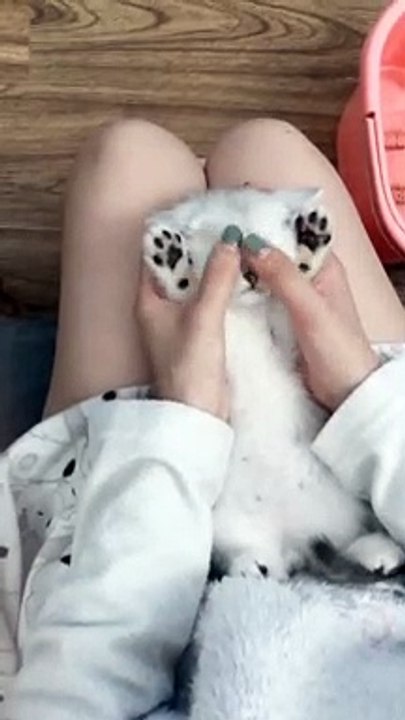 How lovely the baby cat it is