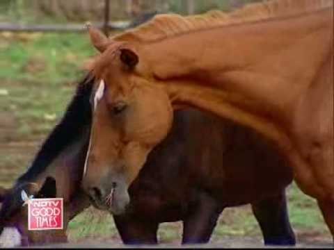 Animals need protection too