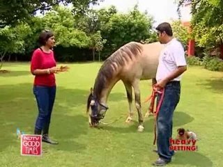 Saddle up for a joy ride