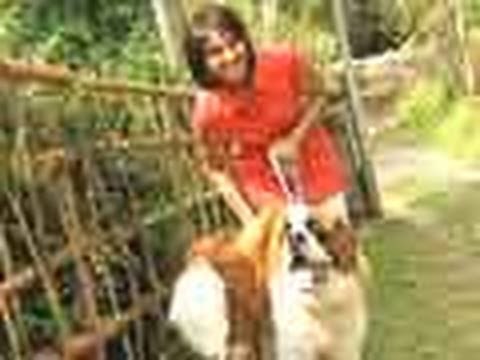 St Bernards and more in Darjeeling