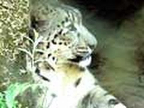 Heavy Petting visits the Darjeeling zoo