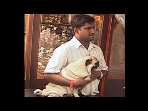 Seema's pet stop in Dharamshala