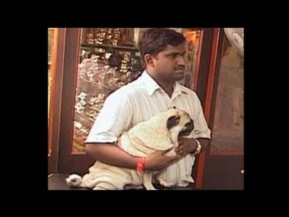 Seema's pet stop in Dharamshala
