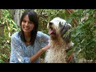 A loving home for pets Baroda