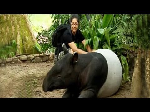 Neha explores the wild side of Malaysia