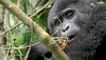 Wildlife Photographer Captures Rare Video of Endangered Baby Gorillas