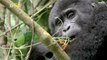 Wildlife Photographer Captures Rare Video of Endangered Baby Gorillas