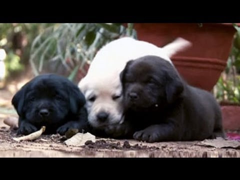 Getting to know more about Labradors