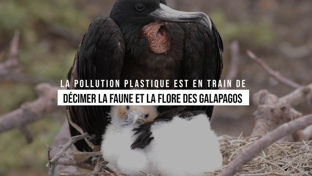 La pollution plastique est en train de décimer la faune et la flore des Galapagos