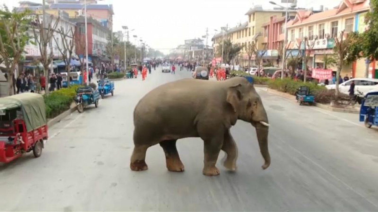 Un éléphant d'Asie fait un tour en ville après avoir été exclu de son groupe