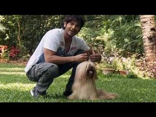 Lhasa Apso is a breed full of surprises