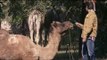 Keith visits a Camel rescue center