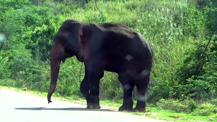 big wild elephant crossing road