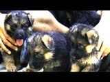 Paras plays around with German Shepherd puppies