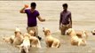Paras plays around with not 1, not 2, but 30 dogs in Guwahati