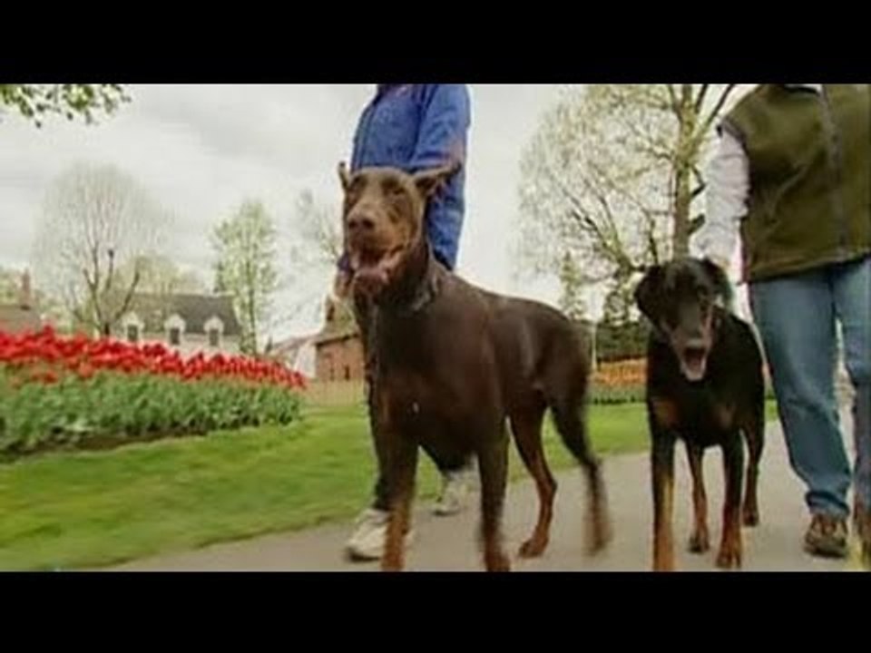 Meet the Dogs with Jobs - Zelda, Azili, Amy and...