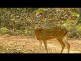 Capturing the myriad moods of the wildlife of Chhattisgarh