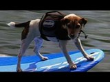 Meet the Guinness Record holder for being most extreme sports dog