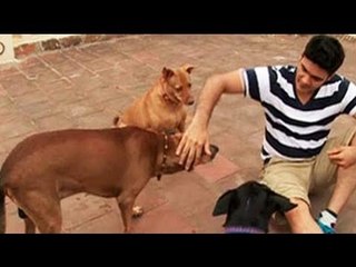 Paras having fun with 3 pet dogs of Andrea & Haresh