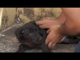 Paras plays around with an adorable pet dog