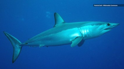 World’s Fastest Shark and 16 Other Species Now Face Extinction
