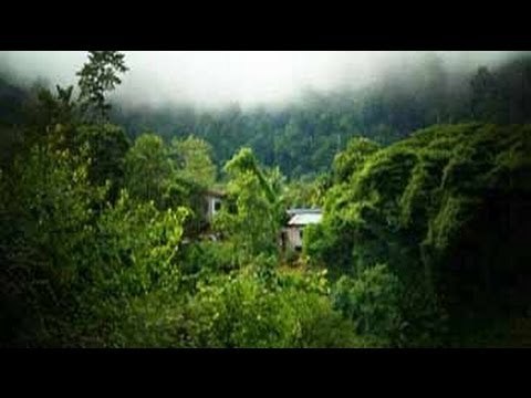 World environment day: plant more trees