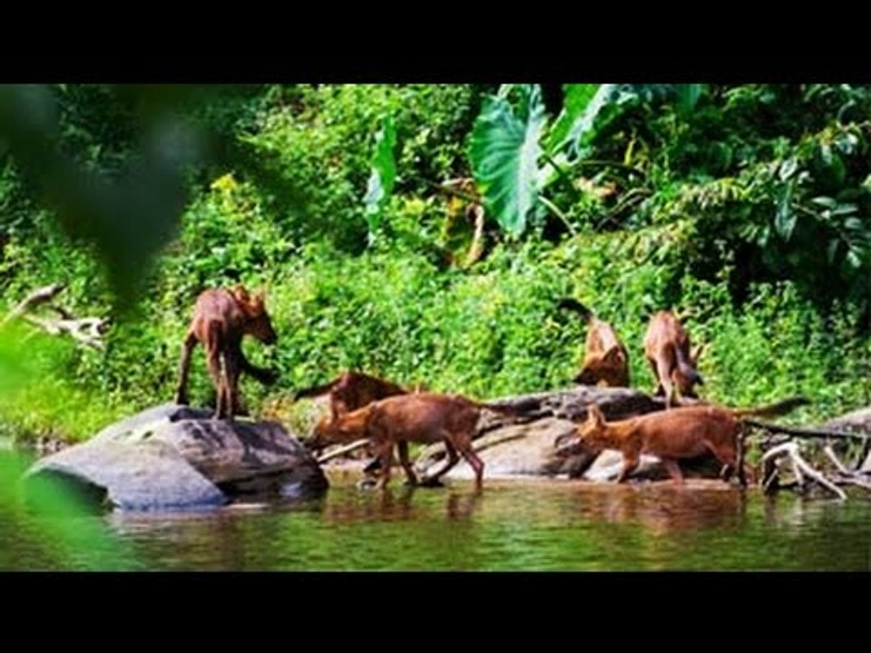 When Rasik visited the famous waterfall of the movie 'The Beach' at Khao Yai National Park, Thailand