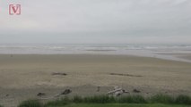 Sneaker Wave’ Causes Log To Strike Woman At Oregon Beach, Leaving Her Injured
