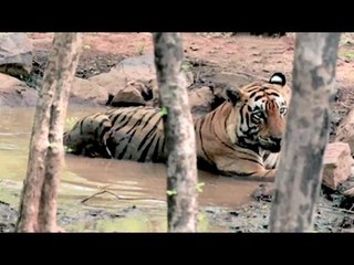 You Got Magic: Magic Meets Wilderness In Ranthambore