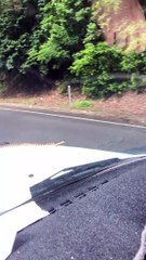 Snake Goes Car Surfing in Cairns