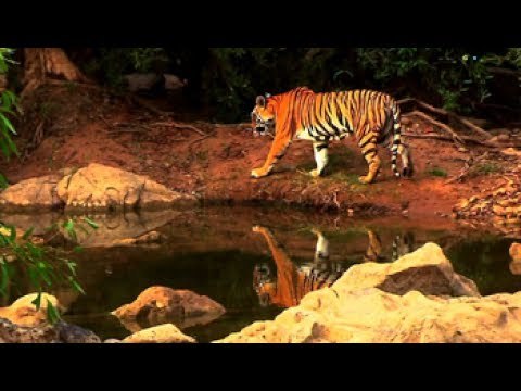 A Love Letter To The Environment