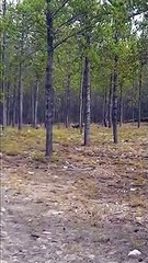 Scary footage of a wolf attacking a dog