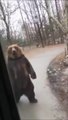Des touristes croisent un ours debout marchant comme un humain