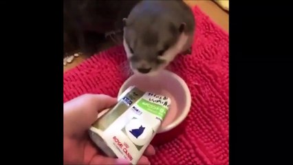 Quoi de plus adorable que cette petite loutre qui mange