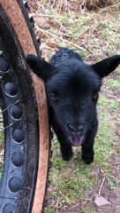 Ce petit agneau confond ce pneu avec sa maman