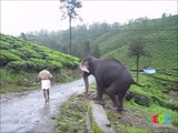 Cet éléphant retrouve son maitre après 1 an de séparation et il est très content