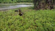 Quand un crocodile poursuit la prise d'un pécheur jusque sur la terre ferme... Terrifiant