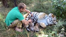 Ce soigneur vient caresser une maman tigre et ses bébés... Incroyable