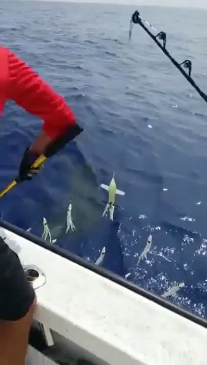 Quand un requin affamé vient dévorer le thon que ces pecheurs viennent d'attraper