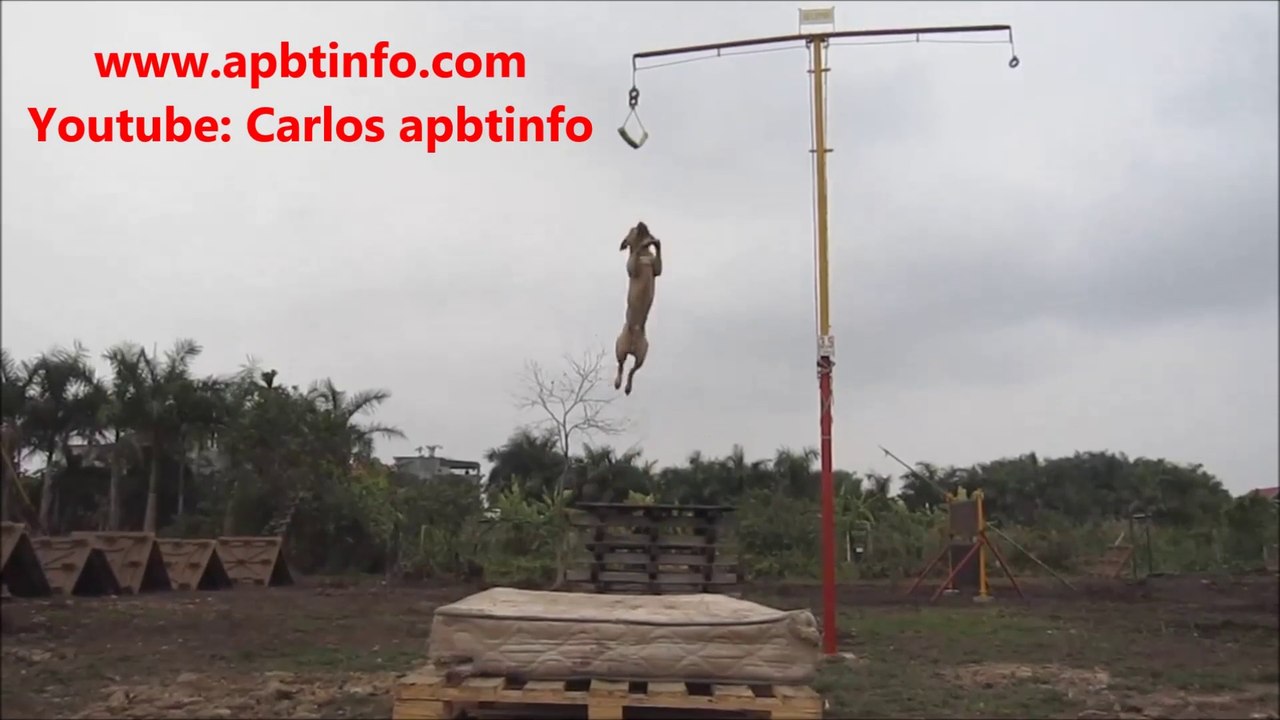 American Pit Bull Terrier - APBT - PITBULL