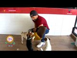 Carlos Arenas se fue a conocer a perros que son entrenados | Sale el Sol