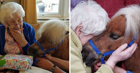 Therapy Ponies Bring Joy And Comfort To Dementia Patients
