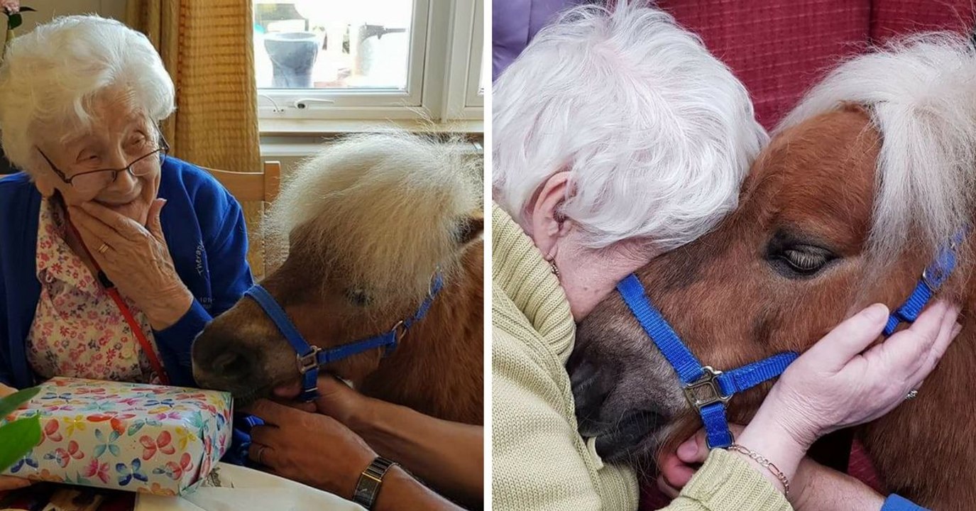 Therapy Ponies Bring Joy And Comfort To Dementia Patients