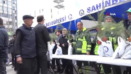 Şahinbey'de 150 Bin Çam Fidanı Dağıtıldı
