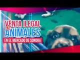 Grabamos la venta ilegal de animales maltratados en el Mercado de Sonora