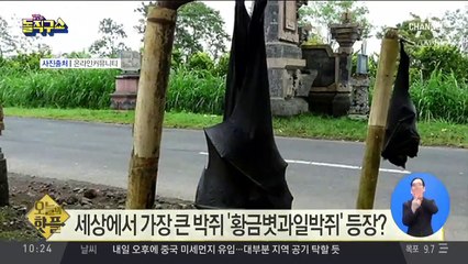 [핫플]세상에서 가장 큰 박쥐 ‘황금볏과일박쥐’ 등장?