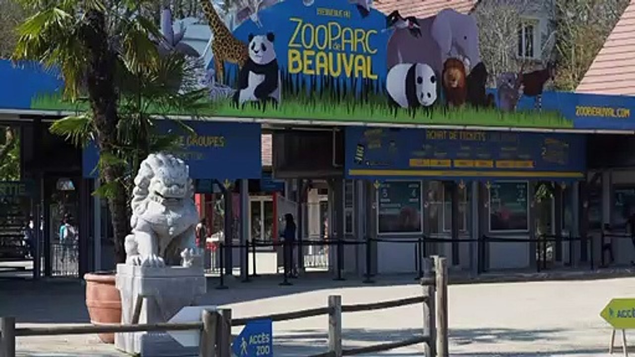Au zoo de Beauval, des télécabines pour survoler les animaux