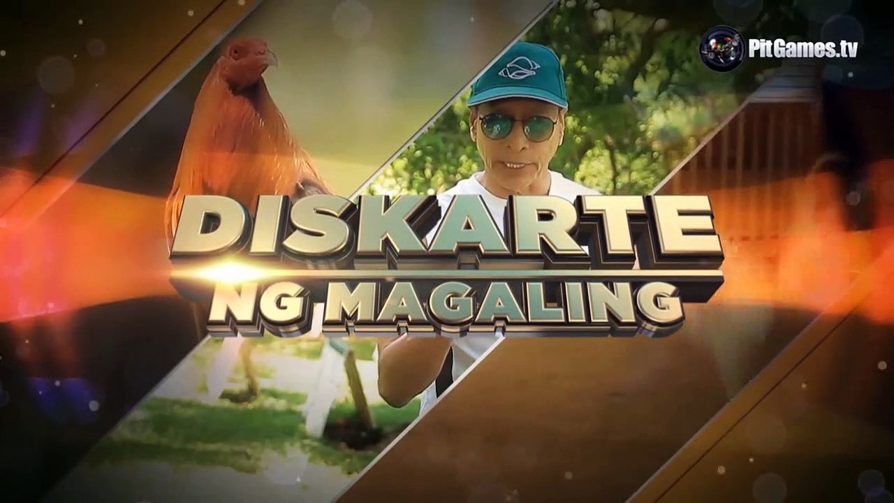 Diskarte ng Magaling  - What to Do When Gamefowl's Body and Feet Feels Warm on Fight Day?